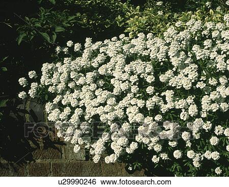 Close up of white alyssum View Large Photo Image Stock Photograph - Close up of white alyssum. Fotosearch