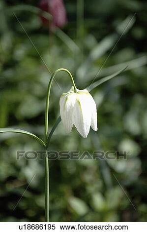Close-up of white Fritillaria Meleagris 'Alba' View Large Photo Image Stock Photography - Close-up of white Fritillaria Meleagris 'Alba'. Fotosearch