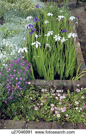 Close-up of white iris and bellis in Spring garden border View Large Photo Image Stock Image - Close-up of white iris and bellis in Spring garden border. Fotosearch
