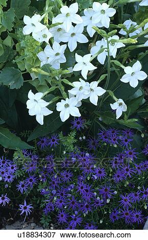 Close-up of white nicotiana and purple brachysome View Large Photo Image Stock Photo - Close-up of white nicotiana and purple brachysome. Fotosearch