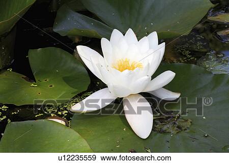 Stock Photo - Close up of white Nymphaea. Fotosearch