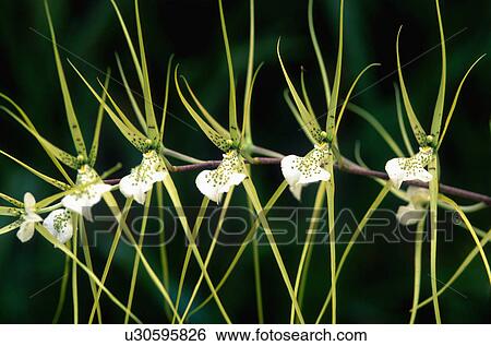 Close-up of white orchid flowers with long green petals View Large Photo Image Stock Photograph - Close-up of white orchid flowers with long green petals. Fotosearch