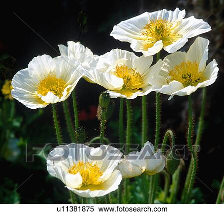 Close-up of white poppies View Large Photo Image Stock Photography - Close-up of white poppies. Fotosearch