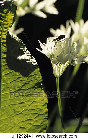 Close-up of white Ramsons View Large Photo Image Stock Image - Close-up of white Ramsons. Fotosearch