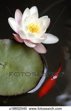 Stock Image - Close-up of white waterlily and green leaf on water above goldfish . Fotosearch