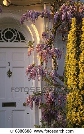 Stock Photo - Close-up of wisteria above white Georgian front door. Fotosearch