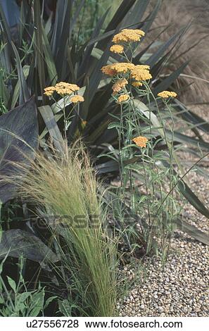 Stock Photo - Close up of yellow achillea with grasses at edge of gravel path. Fotosearch