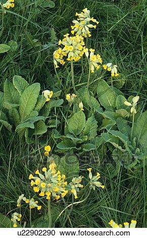 Close-up of yellow cowslips View Large Photo Image Stock Image - Close-up of yellow cowslips. Fotosearch