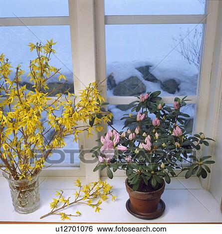 Close-up of yellow forsythia in glass vase beside pink azalea in pot on window sill View Large Photo Image Stock Photograph - Close-up of yellow forsythia in glass vase beside pink azalea in pot on window sill. Fotosearch