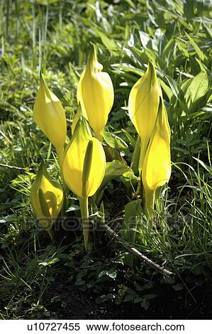 Stock Photography - Close-up of yellow Lysichiton Americanus. Fotosearch