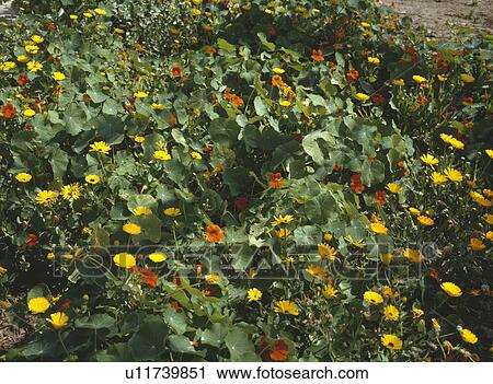 Close up of yellow marigolds with orange nasturtiums View Large Photo Image Stock Image - Close up of yellow marigolds with orange nasturtiums. Fotosearch