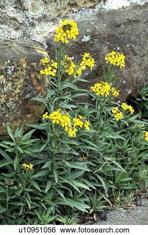 Stock Photograph - Close-up of yellow perennial wallflower. Fotosearch