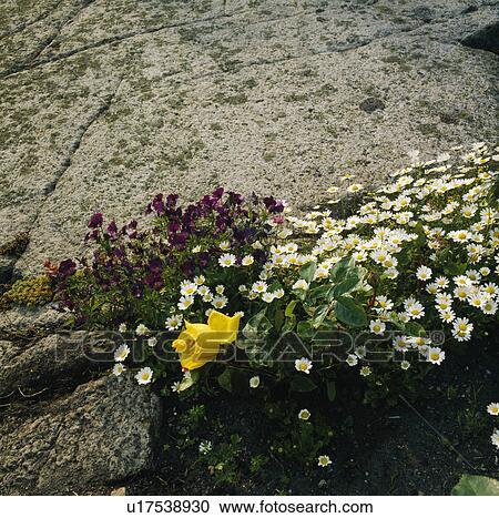 Close-up of yellow rose and white daisies View Large Photo Image Stock Image - Close-up of yellow rose and white daisies. Fotosearch