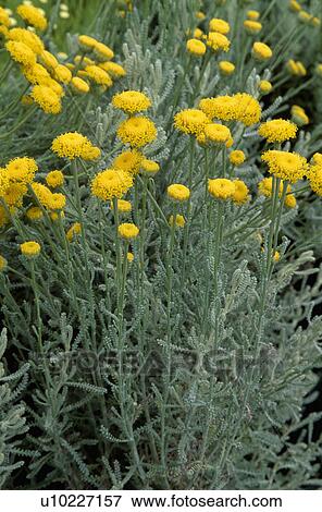 Close-up of yellow santolina View Large Photo Image Stock Photo - Close-up of yellow santolina. Fotosearch