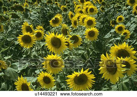Close-up of yellow sunflowers View Large Photo Image Stock Image - Close-up of yellow sunflowers. Fotosearch