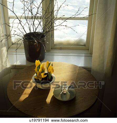 Picture - Close-up of yellow tulips in pot in front of window. Fotosearch