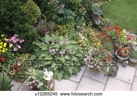 Collection of pots with colourful summer flowering annuals and hosta View Large Photo Image Stock Photography - Collection of pots with colourful summer flowering annuals and hosta . Fotosearch