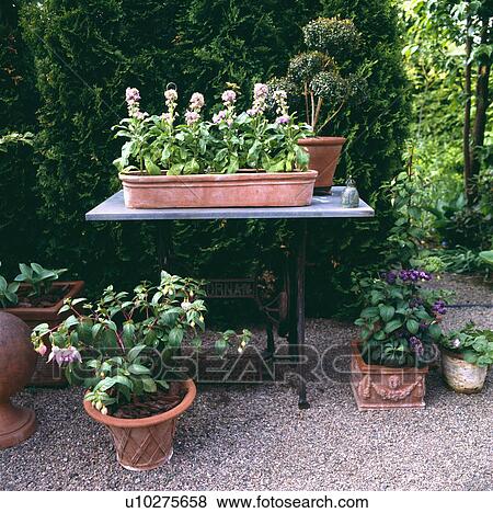 Stock Photo - Collection of terracotta containers with old -fashioned scented pink annuals- fuschia, stocks and heliotrope.. Fotosearch