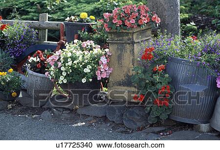Stock Image - Colourful flowering summer plants in pots in country garden. Fotosearch
