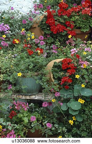 Colourful flowering summer plants in pots in country garden View Large Photo Image Stock Photo - Colourful flowering summer plants in pots in country garden. Fotosearch