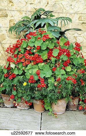 Stock Photo - Colourful flowering summer plants in pots in country garden. Fotosearch