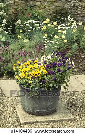 Colourful flowering summer plants in pots in country garden View Large Photo Image Stock Photograph - Colourful flowering summer plants in pots in country garden. Fotosearch