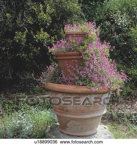 Colourful flowering summer plants in pots in country garden View Large Photo Image Stock Photograph - Colourful flowering summer plants in pots in country garden. Fotosearch