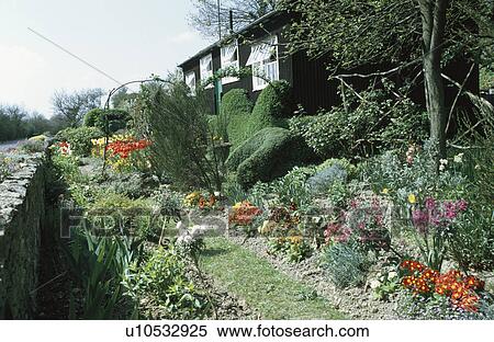 Colourful polyanthus and topiary hedges in front garden of single storey black wooden cottage View Large Photo Image Stock Photography - Colourful polyanthus and topiary hedges in front garden of single storey black wooden cottage. Fotosearch