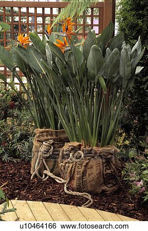 Colourful summer plants in hessian-covered pots View Large Photo Image Stock Photograph - Colourful summer plants in hessian-covered pots. Fotosearch