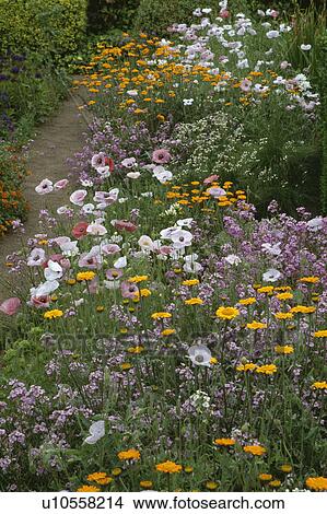 Colourful wild flower border in country garden in summer View Large Photo Image Picture - Colourful wild flower border in country garden in summer. Fotosearch