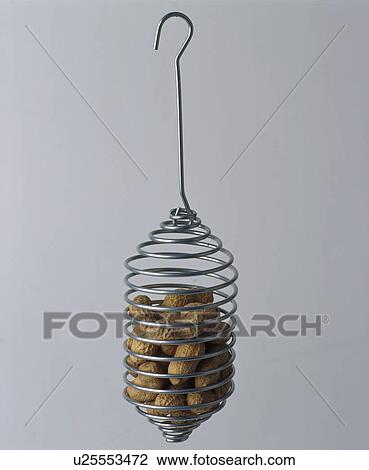 Stock Image - Conical stainless steel bird feeder with peanuts. Fotosearch