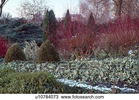 Cornus "Alba Sibirica" underplanted with variegated ivy in Cambridge Botanic Garden View Large Photo Image Stock Image - Cornus "Alba Sibirica" underplanted with variegated ivy in Cambridge Botanic Garden. Fotosearch