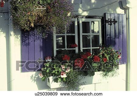 Cottage Window-Box with Shutters. View Large Photo Image Stock Photo - Cottage Window-Box with Shutters.. Fotosearch