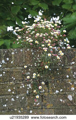 country, daisy, walls, lichen, bellis, summer, plants View Large Photo Image Stock Photo - country, daisy, walls, lichen, bellis, summer, plants. Fotosearch