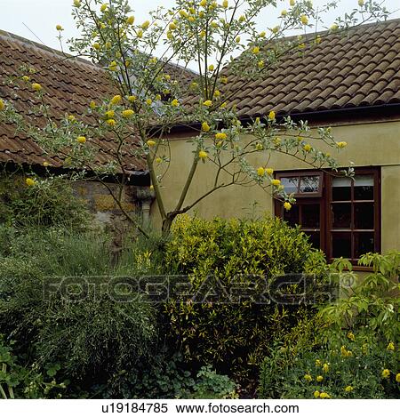 Stock Photography - Cytisus battandieri in shrub border. Fotosearch
