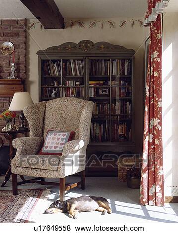 Dachsund dog lying in front of armchair View Large Photo Image Stock Photo - Dachsund dog lying in front of armchair. Fotosearch