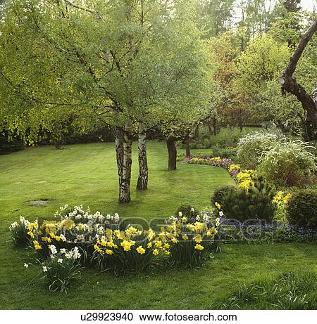 Daffodils and birch trees on lawn of large country garden in spring View Large Photo Image Stock Image - Daffodils and birch trees on lawn of large country garden in spring. Fotosearch