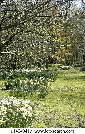 Daffodils growing beside grass path in natural woodland View Large Photo Image Stock Photo - Daffodils growing beside grass path in natural woodland. Fotosearch