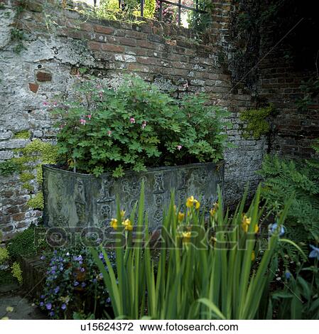Stock Image - Dicentra in large antique wall planter in country garden. Fotosearch
