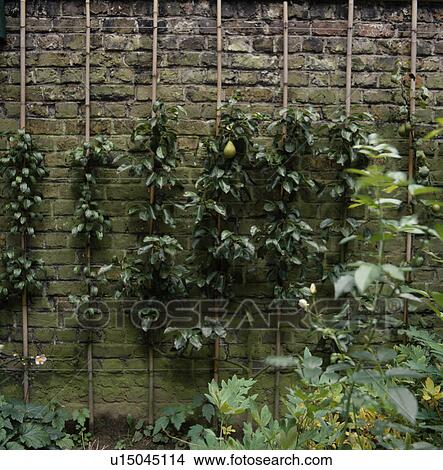 Espaliered pear trees on brick wall View Large Photo Image Picture - Espaliered pear trees on brick wall. Fotosearch