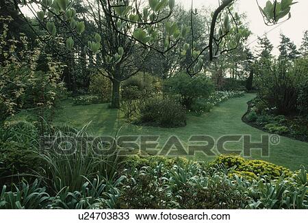 Euphorbia in borders in country garden in Spring with grass paths and daffodils View Large Photo Image Stock Image - Euphorbia in borders in country garden in Spring with grass paths and daffodils. Fotosearch