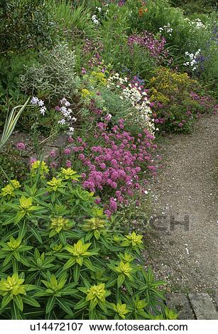 Euphorbia in herbaceous border in large country garden in summer View Large Photo Image Stock Photo - Euphorbia in herbaceous border in large country garden in summer. Fotosearch
