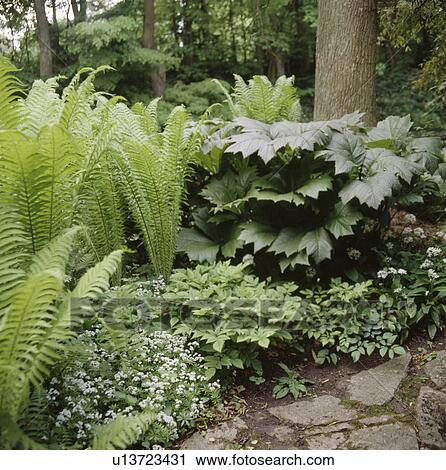 Ferns and gunnera in shady woodland garden View Large Photo Image Stock Image - Ferns and gunnera in shady woodland garden. Fotosearch