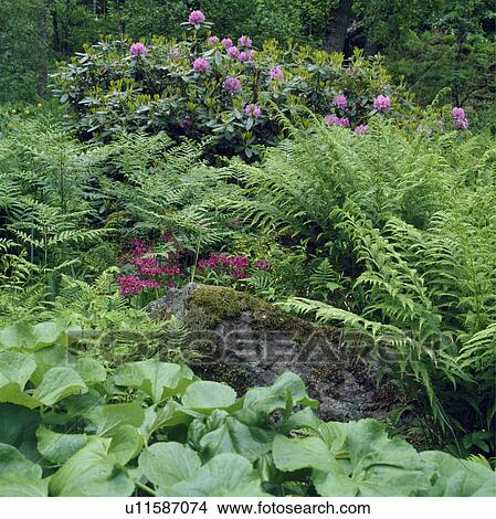 Picture - Ferns and pink rhododendrons behind stone wall in country garden. Fotosearch