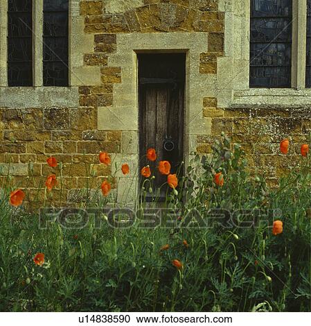 Field poppies by church wall View Large Photo Image Stock Image - Field poppies by church wall. Fotosearch