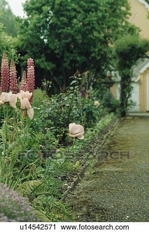 Flower Garden border with victorian tile edged path leading to front door. View Large Photo Image Stock Image - Flower Garden border with victorian tile edged path leading to front door.. Fotosearch