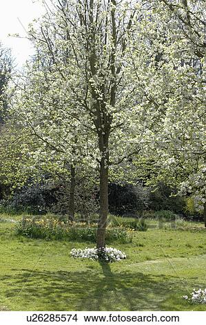 Picture - Flowering pear tree with white blossom in Spring country garden. Fotosearch
