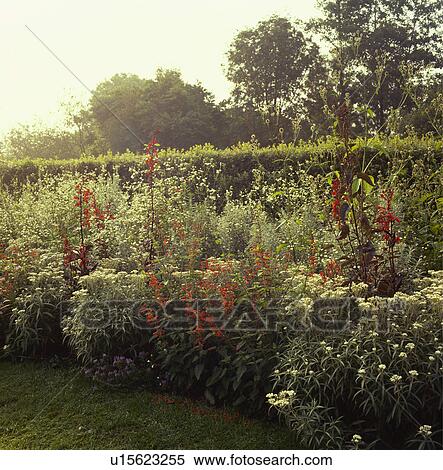 Flowering perennials in borders in country garden in summer View Large Photo Image Stock Photography - Flowering perennials in borders in country garden in summer. Fotosearch