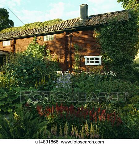 Stock Photograph - Flowering perennials in garden in front of country house in summer. Fotosearch