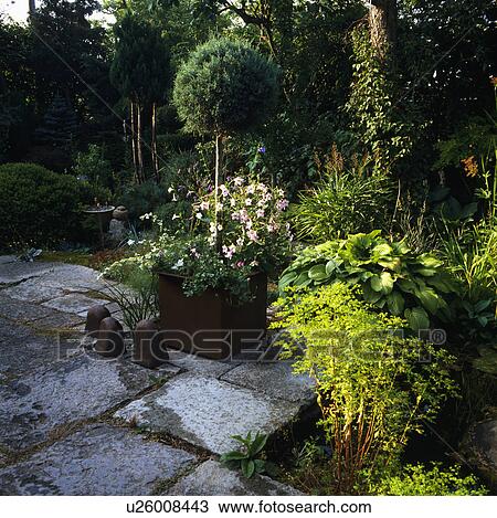 Flowering plants and green shrubs in pots on paving in country garden in summer View Large Photo Image Stock Image - Flowering plants and green shrubs in pots on paving in country garden in summer. Fotosearch